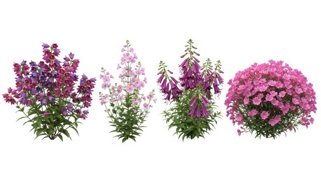 Colorful Penstemon Flowers Isolated on White Background, Floral Springtime Design