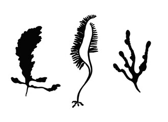 algae, marine plants