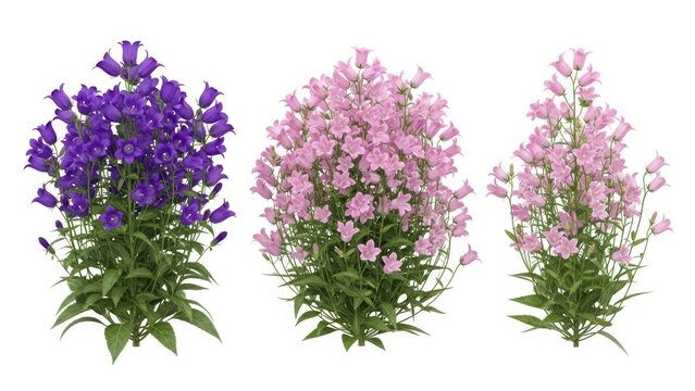 Purple, Pink Campanula Flowers Isolated on White - Beautiful Bellflowers