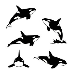 Silhouette set of orca killer whales jumping and swimming in the ocean. © ImamSetia