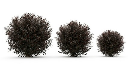 Three Ornamental Dark Purple Bushes, Isolated on White, Landscaping Elements