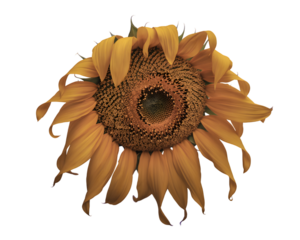 Wilted sunflower on white isolated on transparent background