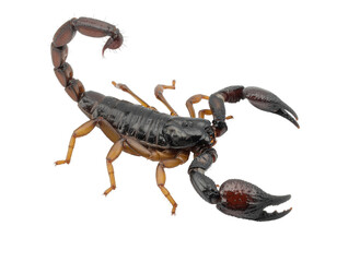 Dark brown and black mortal kombat character with large curved pincers and segmented tail