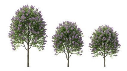 Obraz premium Lilac Trees Isolated on White, Spring Blossoms, Floral Background, 3D Render