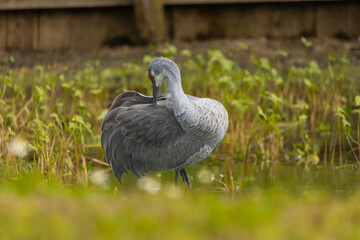 Sandhill cranes forage peacefully along the edge of a beautiful pond in Tampa Bay, Florida, surrounded by calm waters and lush greenery. Their tall silhouettes and graceful movements reflect softly on