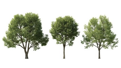 Obraz premium Trees Isolated on White Background, Green Foliage, Clipping Path