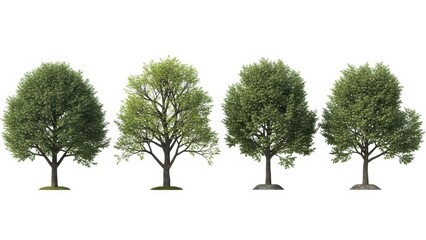 Obraz premium Four Isolated Trees on White Background, Green Foliage, Clipping Path