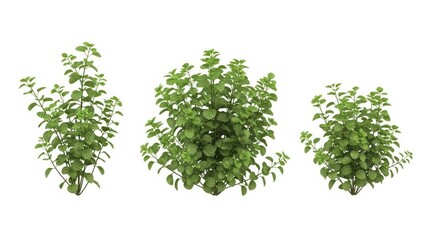 Obraz premium Green Bushes on White Background, Isolated, Nature, Plants, 3D Render