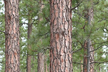 Obraz premium Close forest view with pine tree trunks and green needles