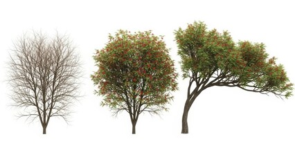 Three Trees Bare Winter Tree, Summer Tree, and Autumn Tree Against White Background