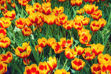 field of yellow orange tulip flowers in the garden in spring. Beautiful floral background