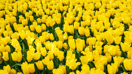 field of blooming yellow tulip flowers in garden in spring. Beautiful blossom floral background