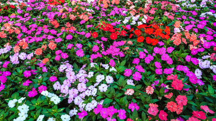 vivid multicolored Impatiens walleriana blooming flowers on a flower bed in garden in summer. Beautiful floral background
