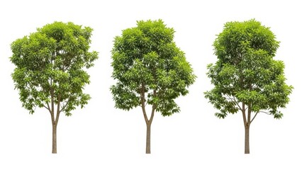 Obraz premium Isolated Trees on White Background Lush Green Foliage, Cutout, Nature Element