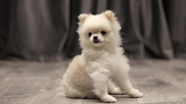 dog muzzle spitz close up