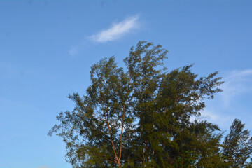 Pine trees vegetation at the beach