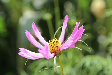 Magenta flower with yellow stamens blooming in the garden, Gansu Province of China
