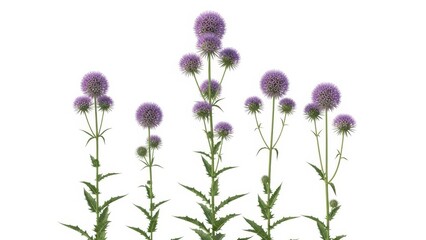 Purple Globe Thistle Flowers on White, Echinops Ritro, Isolated Floral Background