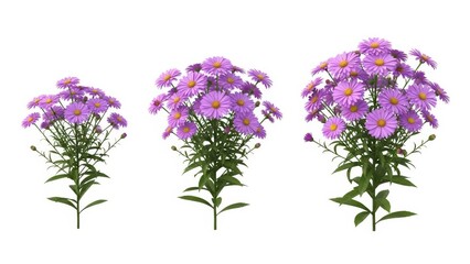 Obraz premium Purple Aster Flowers Isolated on White, Botanical Still Life