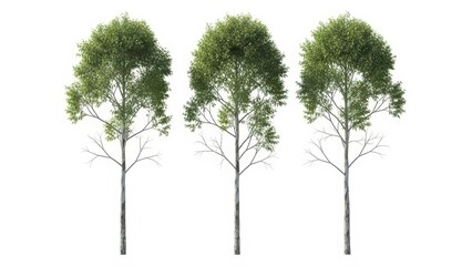Obraz premium Three Ornamental Trees Isolated on White Background, Green Foliage, Bare Branches