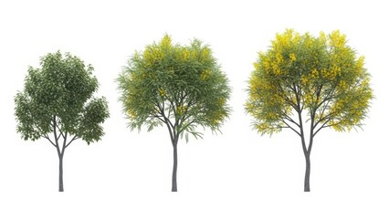 Fototapeta premium Three Realistic 3D Trees on White, Isolated, Render, Nature Elements