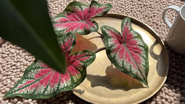 Caladium Arrangement Still Life With Writing Materials On Knitted Background Aesthetic Scene