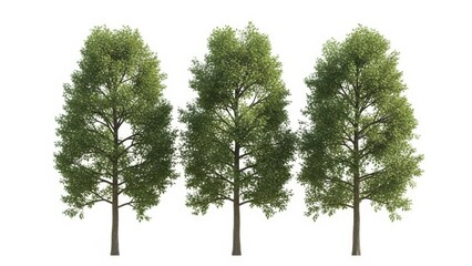 Obraz premium Three Tall Trees Isolated on White Background, Green Foliage, Nature