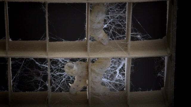 繭玉を作る蚕の幼虫。
愛知県豊田市稲武地区
タイムラプス映像
