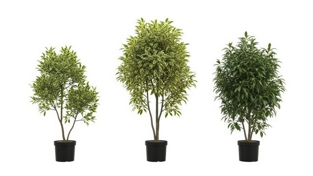 Three Potted Ficus Trees on White Background, Home Decor, Plant Isolation