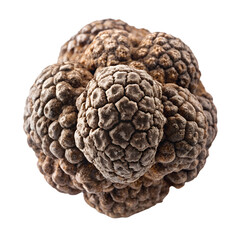 A close up view of a brain coral isolated on transparent background