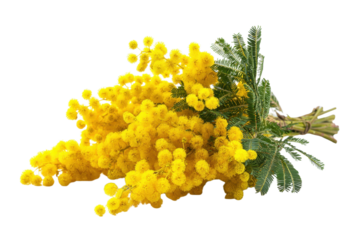 Elegant bunch of mimosa flowers on transparent isolated background