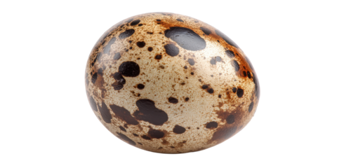 Speckled Quail Egg with Brown Marks Isolated on Transparent