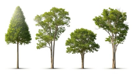 Obraz premium Isolated Trees on White Background Variety of Green Trees, Nature Elements