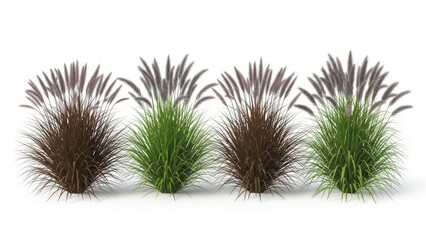 Obraz premium Ornamental Grasses Against White Background - Decorative Plants, Nature, Garden