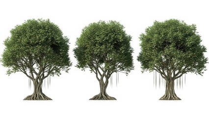 Obraz premium Banyan Trees Isolated, Tropical Tree, Green Leaves, White Background, 3D Render