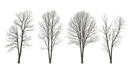 Obraz premium Bare Trees Isolated on White, Winter Season, Nature Background, Vector Illustration