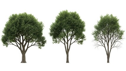Fototapeta premium Tree Collection Summer, Fall, Winter Trees Isolated on White Background