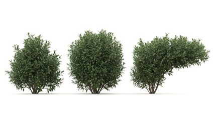 3D Rendered Bushes Collection, Isolated on White Background