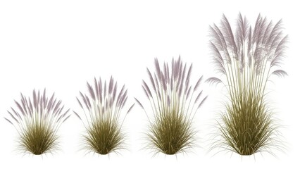 Pampas Grass Isolated, Stages of Growth, Transparent Background, Decoration Element
