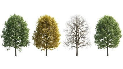 Four Seasons Trees Isolated on White Summer, Autumn, Winter, Spring