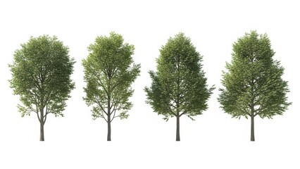 Set of 3D Rendered Trees Isolated on White, Green Foliage, Nature Background