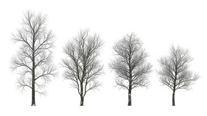 Bare Winter Trees Isolated on White Background, Minimalist Nature