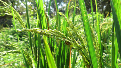 Obraz premium Closeup of rice plants with bunches of rice grains