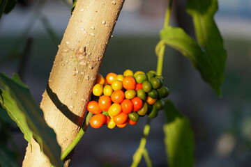 Yanang is a cold herb. Contains natural chlorophyll and many vitamins necessary for the body, such...