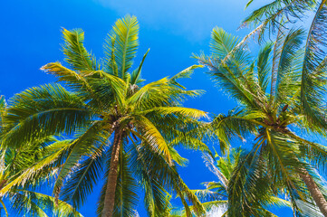 green leaves of coconut palm trees on the background of a blue sky in the tropics in summer on tropical island