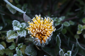 Frost on yellow Dandelion flower in the meadow. Taraxacum officinale plant in winter © saratm