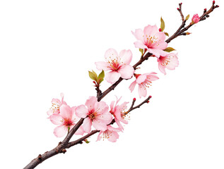 Fototapeta premium Delicate pink cherry blossoms blooming on a rustic branch, isolated against a sleek black background, capturing the essence of spring and natural beauty.