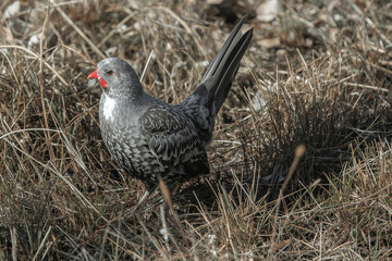 Wild pigeon perched in natural outdoor habitat