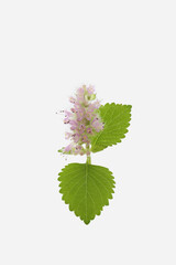 flowers of Vietnamese lemon mint Kinh Gioi isolated on a white background