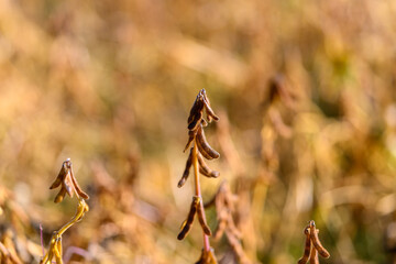 Soybean pod backdrop, Warm tones with repetitive pods, Softfocus soybean pods with golden hues for...
